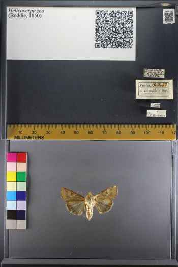 Media type: image;   Entomology 754513